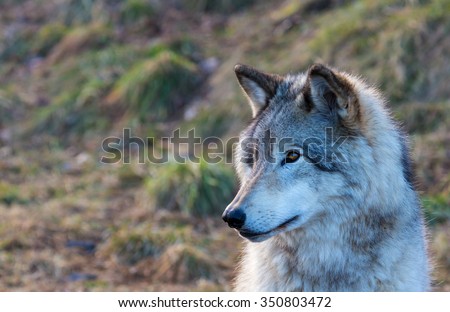 The gray wolf or grey wolf also known as the timber wolf, or western wolf, is a canine native to the wilderness and remote areas of North America and Eurasia. It is the largest member of its family.