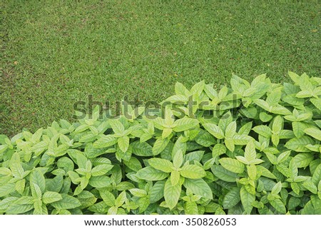green plant over green grass background