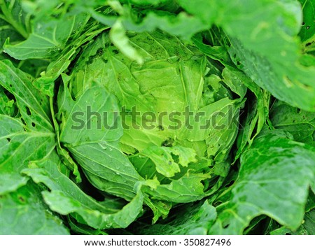 Fresh savoy head cabbage (Brassica oleracea) with drops of rain water growing in garden with signs of moth damage to the leaves.