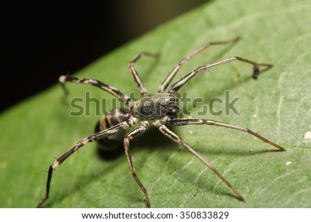 Small jump spider in garden