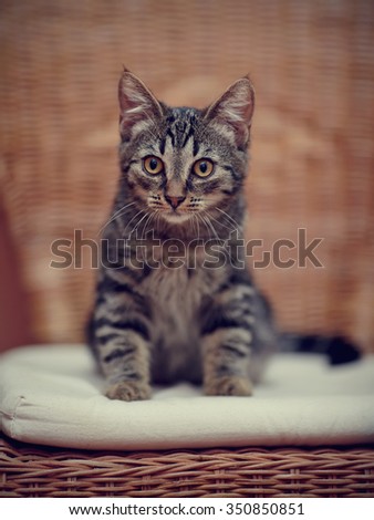 Striped domestic kitten with yellow eyes.