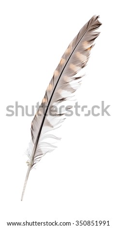 variegated falcon feather isolated on white background