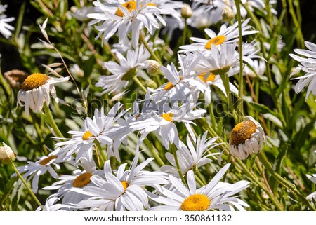Photo Picture of Beautiful Blooming Flower Background
