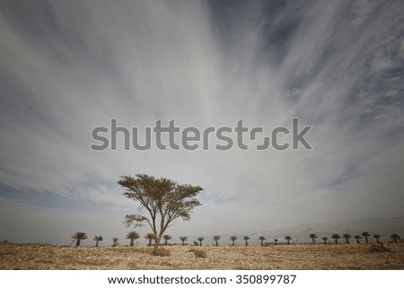 Beautiful tree in the desert. Nature, beauty, countryside.
