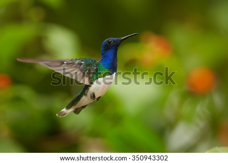 Close up photo, beautiful shining blue hummingbird, White-necked Jacobin Florisuga mellivora hovering in the air. Blurred colorful flowers in background, nice bokeh. Rain forest, Colombia. 