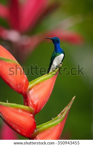 Beautiful shining blue hummingbird, White-necked Jacobin Florisuga mellivora perched on the top of red heliconia flower. Vertical photo, blurred flowers in background, nice bokeh. Island Tobago.