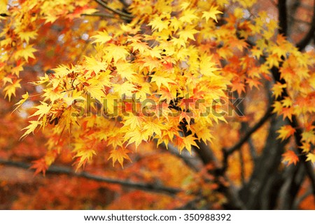 Autumn maple leaves 