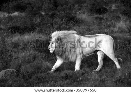 A big pure white male lion on the move in this photo taken on safari in Africa.