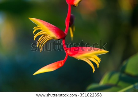 Heliconia flower 