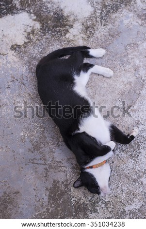 
Thai cat, black, white, cute, popular and favorite