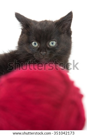 Cute baby black tabby kitten with red ball of yarn on white background