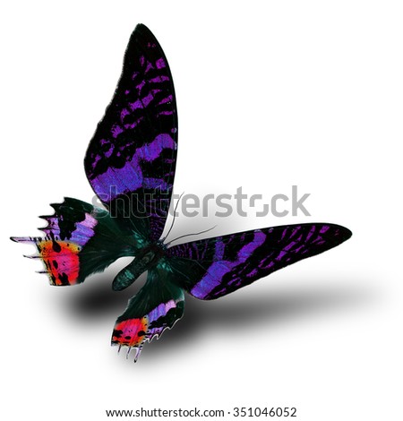 Beautiful flying purple butterfly with velvet red tail on white background