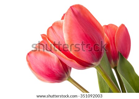 Red tulip flowers isolated on a white background