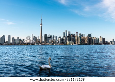 White swan swimming in Lake Ontario with Toronto's skyline in the background, as seen from Center Island. Shallow DOF, focus on swan.