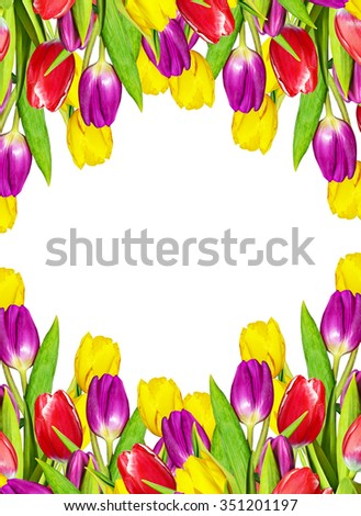 spring flowers tulips isolated on white background