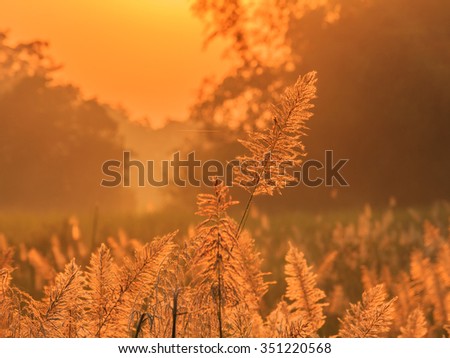 reed grass  on foggy morning