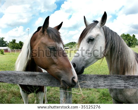 Two horses standing close, as if whispering