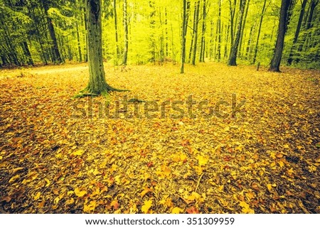 Vintage photo of autumnal forest landscape with many fallen leaves on ground. Beautiful polish forest at autumn. 