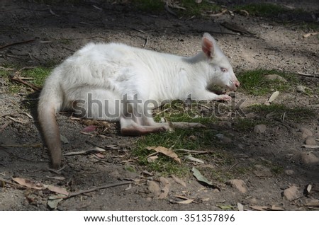 the albino wallaby is eating grasses in south australia