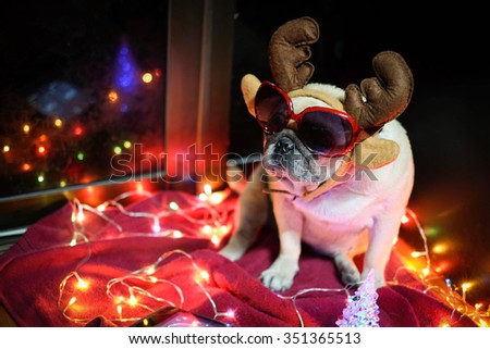 The DJ pug dog playing turntable program in chris-mas party.
