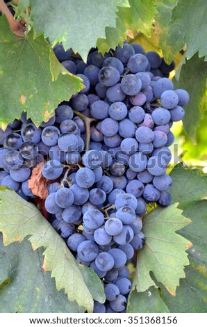 Red wine grape hangs on the grapevine