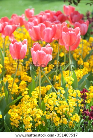 Pink tulips and yellow flowers in the garden