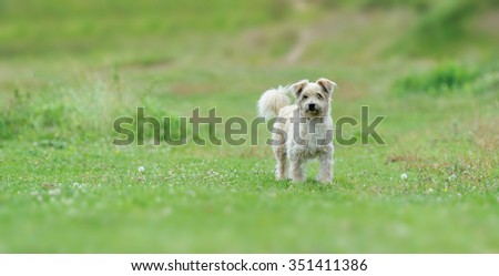 White little dog in the grass