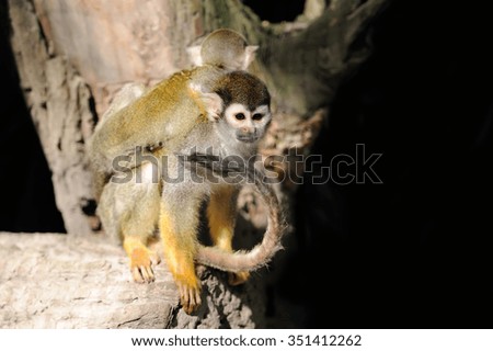 Close-up of a Common Squirrel Monkey on branch