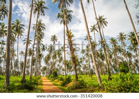 Beautiful coconut palm trees farm in Koh Mak island Thailand