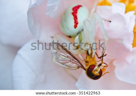 White Spider eats a fly on a pink rose. macro photo of insects.
