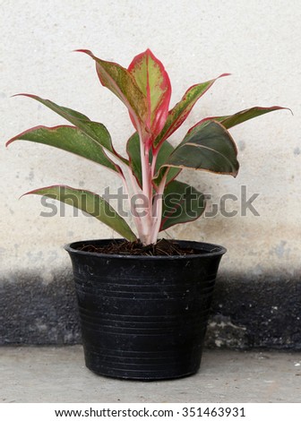 Potted plants and trees on the background black concrete.