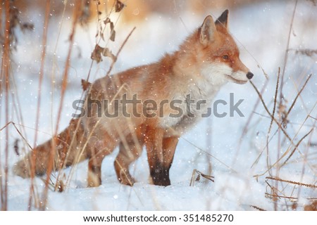 red fox in winter forest Pretty