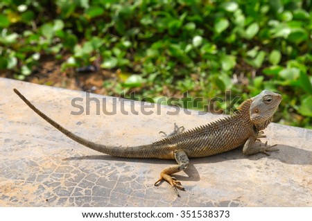 lizard basking in the sun (the wildlife of Sri Lanka)