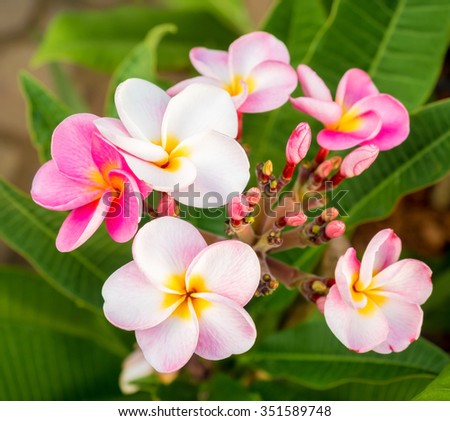 beautiful plumaria flowers on the plant tree in outdoor park