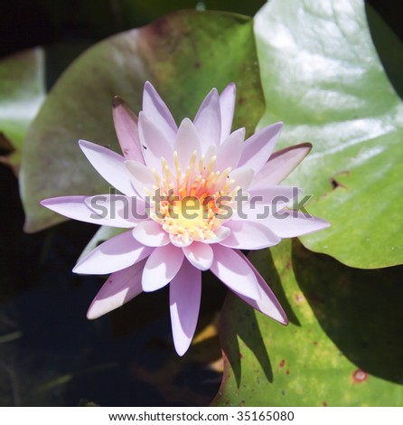 Closeup of  water lily in a pool
