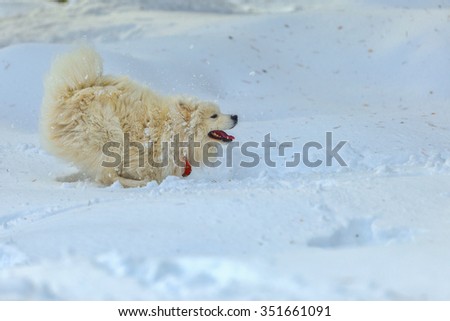 Samoiedskaya Sobaka, Nenetskaya Laika. Northern sled dog. A large white dog playing outdoors in winter