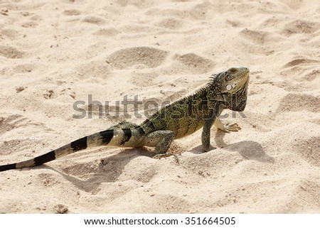 iguana in the sand