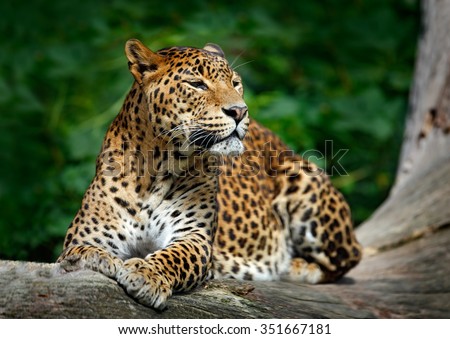 Sri Lankan leopard, Panthera pardus kotiya, big spotted cat lying on the tree in the nature habitat, Yala national park, Sri Lanka. Royalty-Free Stock Photo #351667181