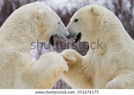 two polar bears appear to be shaking hands or bumping fists while preparing to spar; canine teeth exposed.
