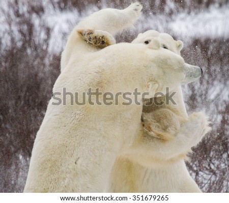 two polar bears fighting, sparring, and wrestling. one bear faces away from camera, one towards