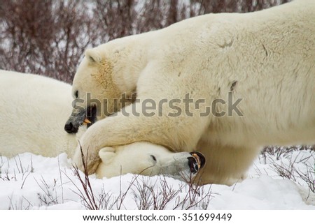 two polar bears fighting and biting each other; one bear has pushed the other's face into the snow; large canine teeth