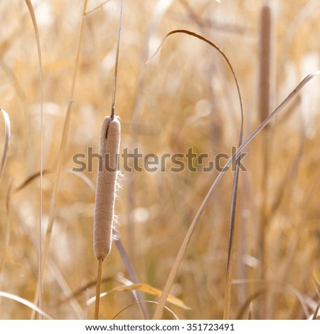 Yellow reeds in nature in autumn