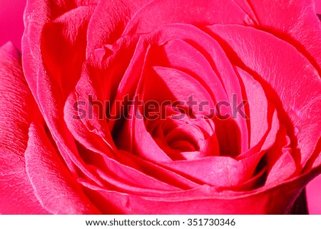 beautiful red rose flower as an element of decor