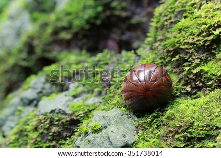 Pill millipede is rolling into ball form on the forest floor