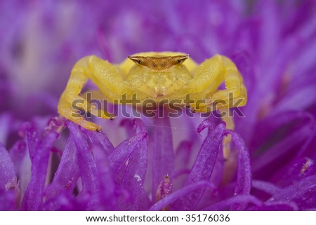 Golden/yellow crab spider on purple wildflower, porcupine flower