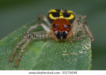 Macro shot of a red, yellow and black crab spider Camaricus maugi