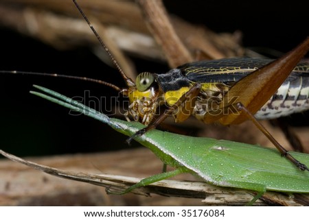 A common brown cricket on top of a green grasshopper, kissing