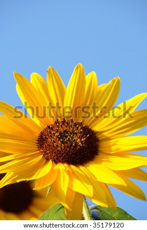 beautiful single yellow sunflower over blue background