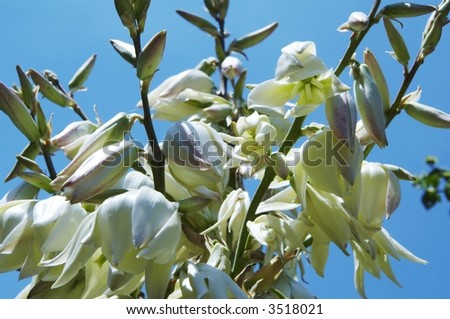 White flower on the blue background
