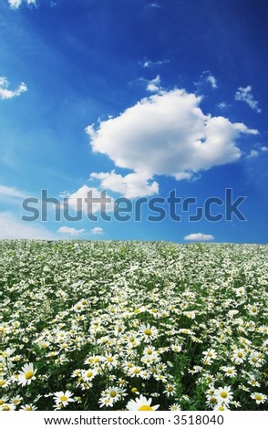 Daisy meadow
